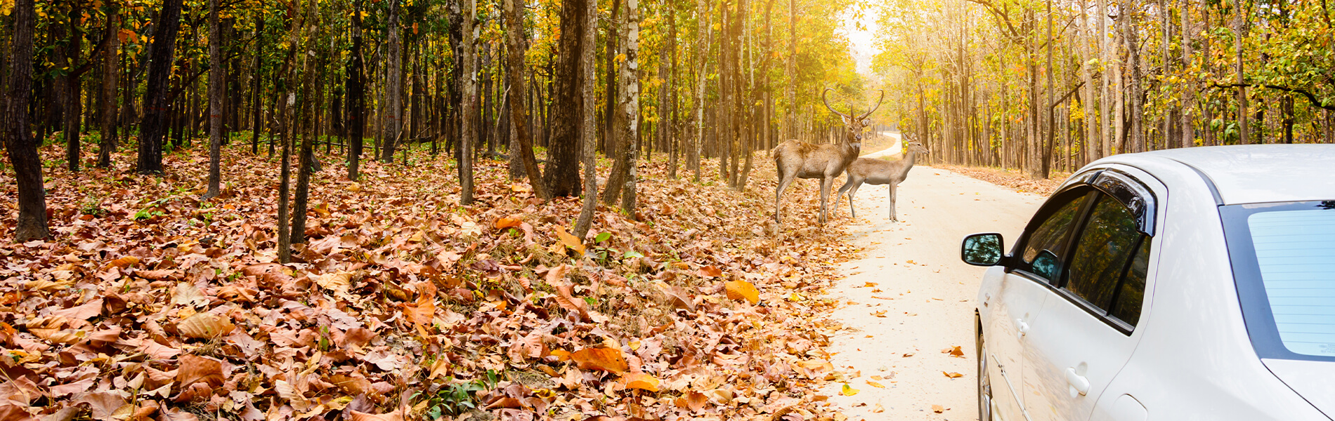 Deer on road in autumn